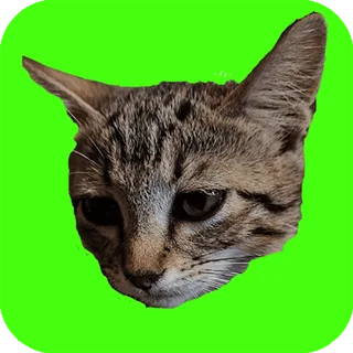 Catch Cats thumbnail
